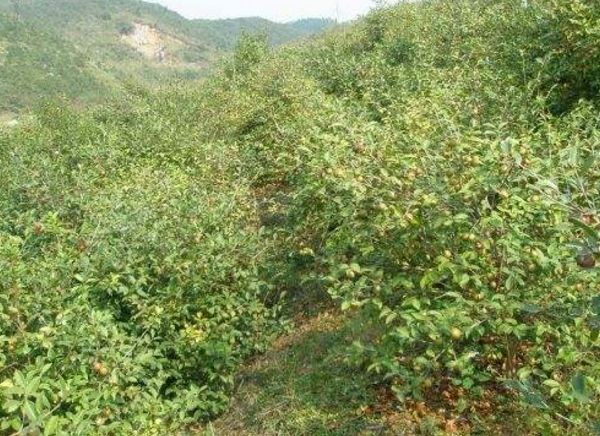 田林：實(shí)施油茶產(chǎn)業(yè)扶持政策 助力脫貧攻堅(jiān)