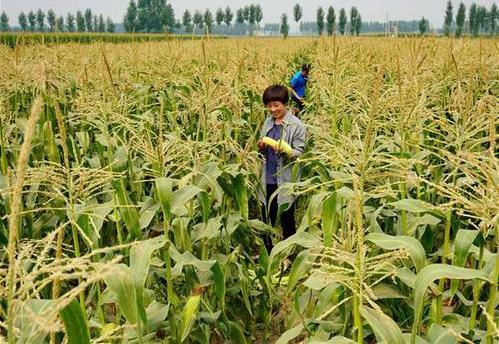 三部委：將水稻、玉米、小麥三大糧食作物制種納入中央財(cái)政農(nóng)業(yè)保險(xiǎn)保險(xiǎn)費(fèi)補(bǔ)貼目錄