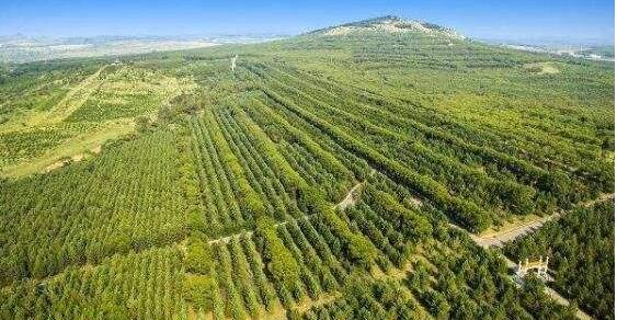 山西?。涸谀瓿醢才诺?018年450萬畝造林任務基礎上，增加了60萬畝省級人工造林任務